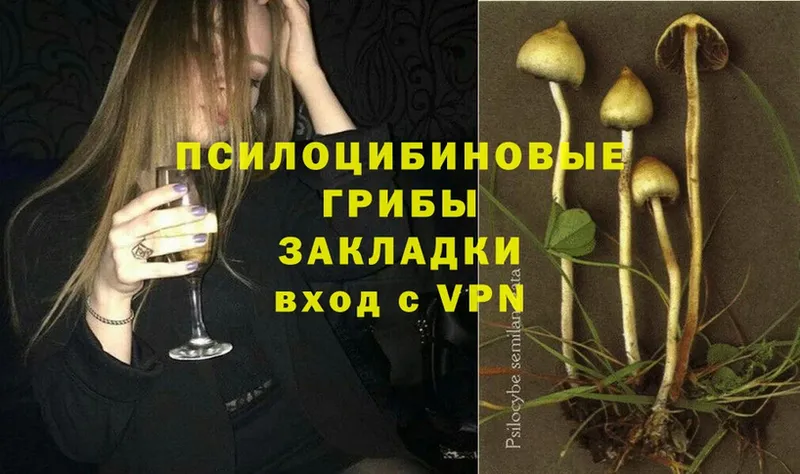 где продают   Сосновка  Псилоцибиновые грибы Psilocybe 